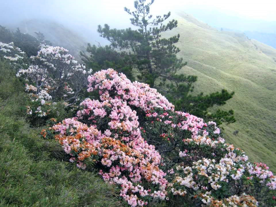 ★《季節限定！必訪賞花勝地》～走進【合歡山，邂逅夢幻高山杜鵑花海】！《★歡迎團體包團》